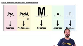 How to Remember the Order of the Phases of Mitosis