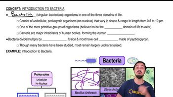 Introduction to Bacteria