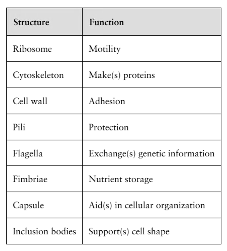 Table matching cellular structures like ribosome and flagella to their respective functions such as motility and protection.