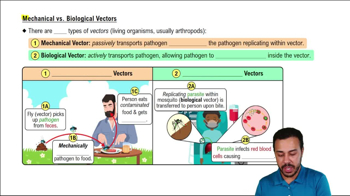 Mechanical vs. Biological Vectors