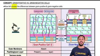 Gram-Positive vs. Gram-Negative Cell Walls
