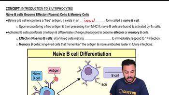 Naive B cells Become Effector (Plasma) Cells & Memory Cells
