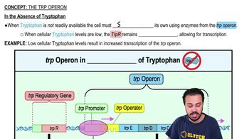 In the Absence of Tryptophan