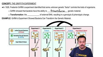 The Griffith Experiment