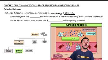 Adhesion Molecules