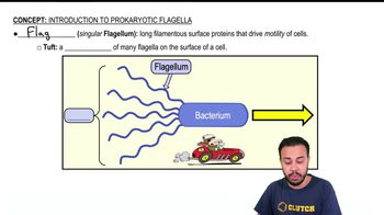 Introduction to Prokaryotic Flagella