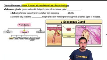Chemical Defenses: Sebum Prevents Microbial Growth as a Protective Layer