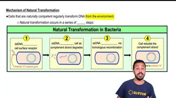 Mechanism of Natural Transformation