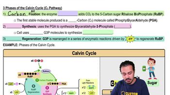 3 Phases of the Calvin Cycle (C3 Pathway)