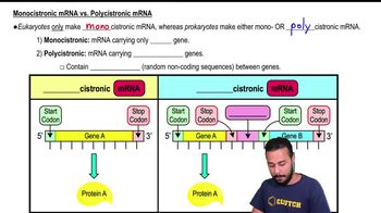 Monocistronic mRNA vs. Polycistronic mRNA