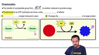 Phosphorylation