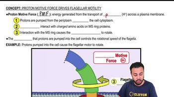 Proton Motive Force Drives Flagellar Motility