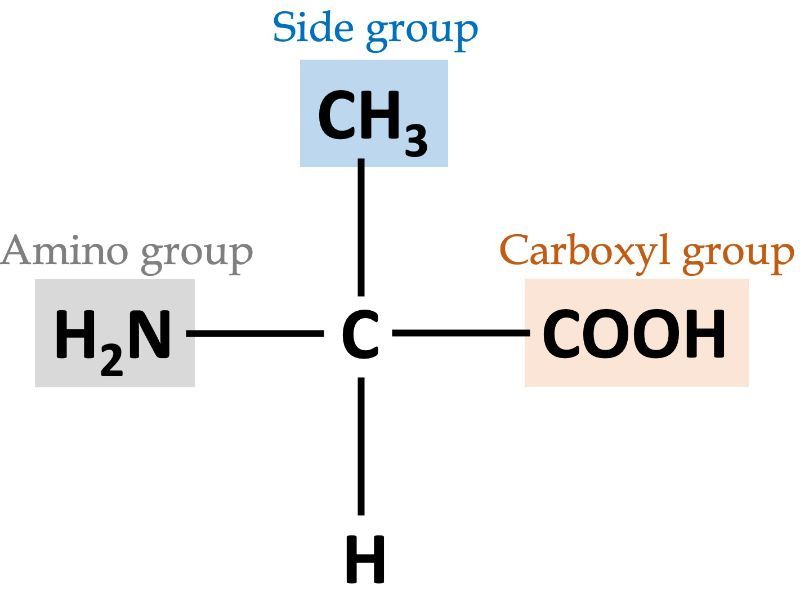 Diagram showing alanine's side, amino, and carboxyl groups.