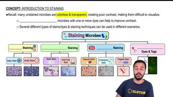 Introduction to Staining