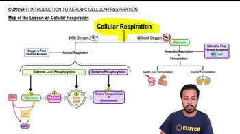 Map of the Lesson on Cellular Respiration