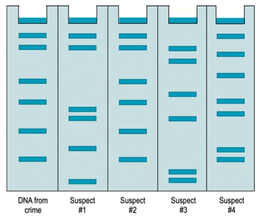 Gel electrophoresis comparing DNA STRs from a crime scene and four suspects.