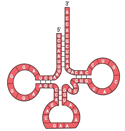 trna structure diagram