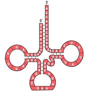 Diagram of tRNA with 3' end projecting, showing nucleotides ACCA and anti-codon structure.