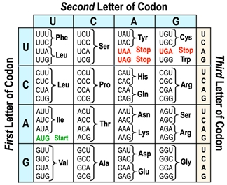 A codon chart showing amino acids corresponding to RNA sequences for transcription and translation.
