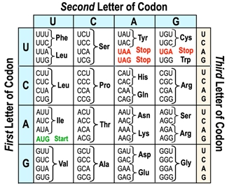 Genetic Code Explained: Definition, Examples, Practice & Video Lessons