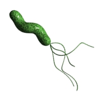 Illustration of a green bacterial cell with flagella, relevant to prokaryotic flagellar distribution.