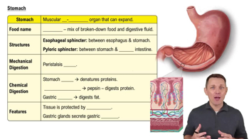 Stomach
