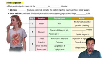 Protein Digestion