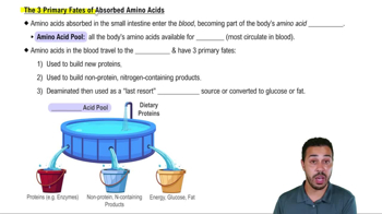 The 3 Primary Fates of Absorbed Amino Acids