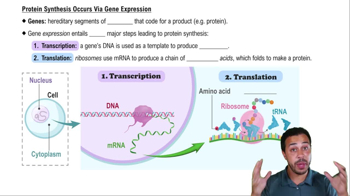 Protein Synthesis Occurs Via Gene Expression