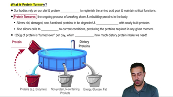 What is Protein Turnover?