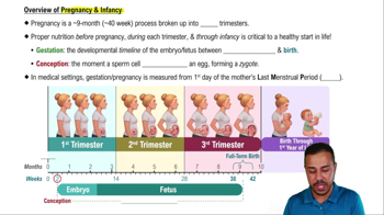 Overview of Pregnancy & Infancy
