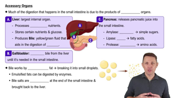 Accessory Organs