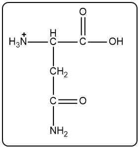 Protonated asparagine structure at pH 1.5, with a positive charge and hydroxyl group.
