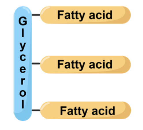 triglyceride