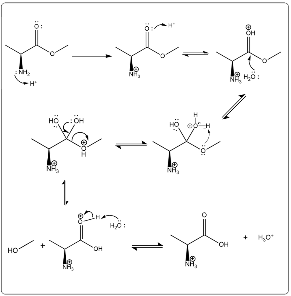 Mechanism of alanine methyl ester hydrolysis in acidic medium.