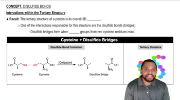 Disulfide Bonds Concept 2