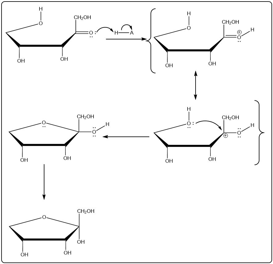 Stepwise mechanism of ribulose cyclization under acidic conditions to form cyclic hemiacetal.