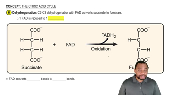 The Citric Acid Cycle Concept 9