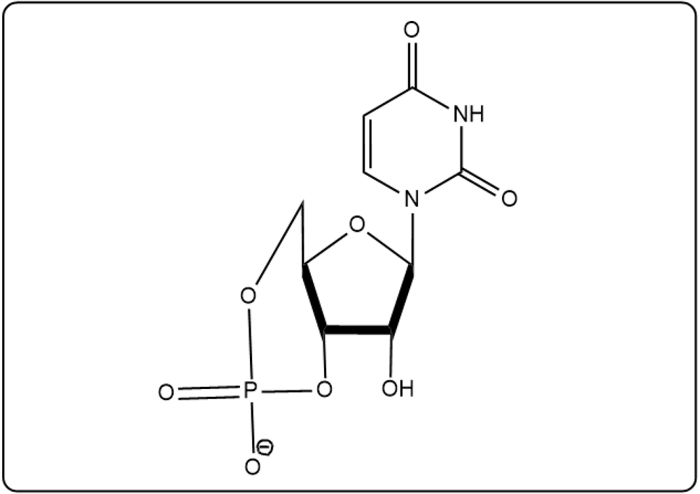 Cyclic uridine monophosphate structure showing different phosphate and sugar linkages.