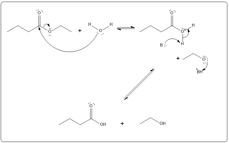 Mechanism of uncatalyzed hydrolysis of ethyl butyrate in organic chemistry.