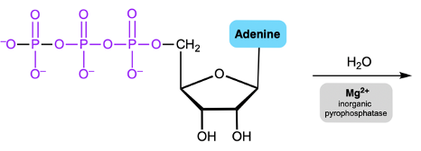 enzyme-catalyzed hydrolysis of the ATP