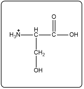 Predominant form of serine at pH 7.0 showing amino and hydroxyl groups.