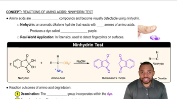 Reactions of Amino Acids: Nihydrin Test Concept 1