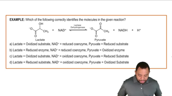 Nicotinamide Adenine Dinucleotide Example 2