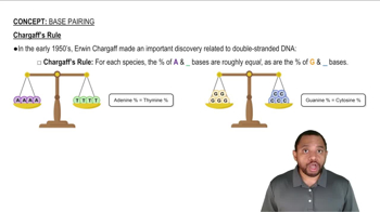 Base Pairing Concept 2