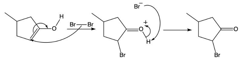 Option D for suggested mechanism for the reaction of bromine with an enol