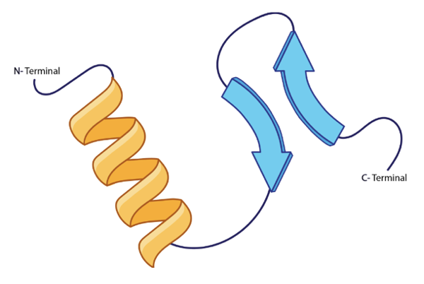 Illustration of a peptide strand showing an α-helix and β-sheet with N-Terminal and C-Terminal labels.