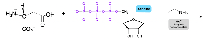 reaction of aspartic acid, ATP and ethylamine