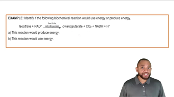 Energy Production In Biochemical Pathways Example 1