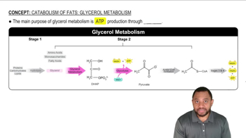 Glycerol Metabolism Concept 1